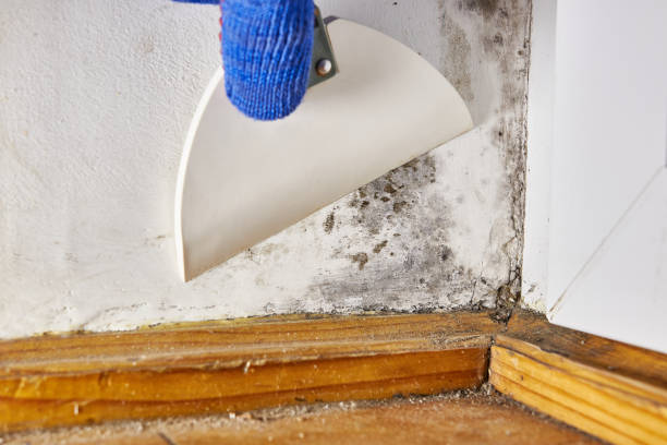 Best Commercial Mold Inspection  in Daingerfield, TX