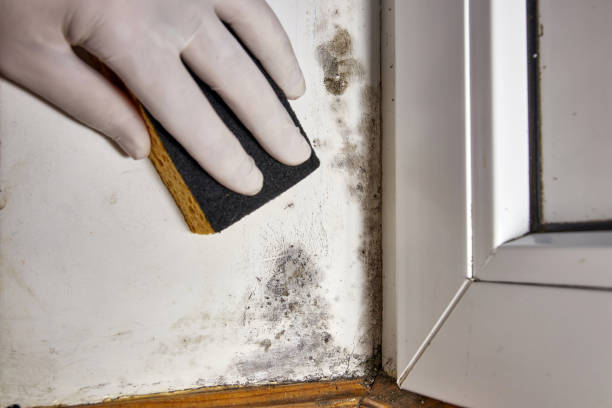 Best Basement Mold Removal  in Daingerfield, TX