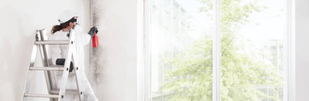 Best Mold-Related Health Consultation  in Daingerfield, TX